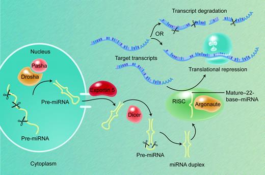 Figure 2. miRNA biogenesis and action. Most pri-mRNAs are the products of independent genes, transcribed by RNA polymerase II. The nuclear Microprocessor protein complex, which contains the RNase III Drosha and its partner DGCR8/Pasha, cleaves pri-miRNAs into 50- to 80-base pre-miRNA stem-loop moieties. The Ran-GTP–dependent factor exportin-5 actively transports pre-miRNAs into the cytoplasm, where the nuclease Dicer processes them further into duplexes that contain the 20- to 24-nucleotide mature miRNA; each pre-miRNA usually yields a single mature miRNA product. The functional strand is determined when one of the 2 strands of the duplex is loaded into the RISC, which contains Argonaute and related proteins and localizes in cytoplasmic P-bodies. Recognition of target mRNAs by partial sequence complementarity to the miRNA results in posttranscriptional gene repression by some combination of transcript degradation and translational inhibition.