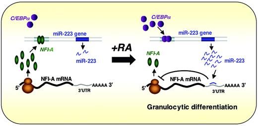 Figure 4. Working model for the regulatory circuit involving miR-223, C/EBPα, and NFI-A in neutrophil differentiation. Experimental results47 are consistent with the idea that NFI-A and C/EBPα compete for binding to partially overlapping DNA sequences in the miR-223 gene promoter, and as long as NFI-A is present, this miR gene is inactive. Cells committed to granulocytic differentiation express C/EBPα, which activates miR-223 expression, resulting in repression of its NFI-A mRNA target. Thus, miR-223 appears to participate in a simple regulatory circuit of TFs that control granulopoiesis and may help stabilize the neutrophil phenotype induced by C/EBPα. Reprinted from Fazi et al47 with permission.