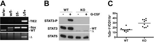 Figure 1. Conditional deletion of STAT3 in bone marrow. (A) Genomic tail DNA was analyzed by PCR using primers that detect wild-type (w), floxed (f), and deleted (Δ) STAT3 alleles or the TIE2cre transgene (+). (B) Bone marrow cells from wild-type (WT) or STAT3-deficient (KO) mice were stimulated with G-CSF (100 ng/mL) for 30 minutes or left untreated, as indicated. Immunoblots of whole cell lysates were probed with antibodies specific for phospho-STAT3, total STAT3, or total STAT5. (C) Peripheral blood samples from WT or KO mice were stained with Gr-1 and CD11b antibodies conjugated to FITC and PE, respectively, and analyzed by flow cytometry. The percentage of Gr-1+/CD11b+ cells in individual samples was plotted; bars indicate the mean for each group (P < .001 comparing WT with KO).