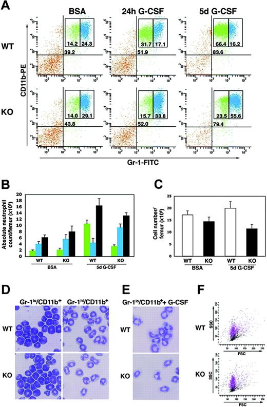 Figure 2. STAT3-deficient bone marrow granulocytes have an atypical response to G-CSF in vivo. (A-C) Wild-type (WT) or STAT3-deficient (KO) mice were treated with a single dose of G-CSF (250 μg/kg), twice daily doses of G-CSF for 5 days (125 μg/kg every 12 hours), or BSA-containing buffer. Bone marrow cells were collected 24 hours following the single G-CSF dose or 3 hours following the last G-CSF dose in the 5-day treatment regimen. Cells were stained with anti–Gr-1 and anti-CD11b antibodies conjugated to FITC and PE, respectively. (A) Samples were analyzed by flow cytometry, and the percentage of total Gr-1+/CD11b+ cells (top right quadrant), Gr-1lo/CD11b+ cells (green), and Gr-1hi/CD11b+ cells (blue) is indicated. Data are representative of 3 independent experiments. (B) Absolute levels of Gr-1lo/CD11b+ cells (green), Gr-1hi/CD11b+ cells (blue), or total Gr-1+/CD11b+ cells (gray) are shown (n = 4 for WT and KO for each condition). Error bars represent SEM. (C) Mononuclear cell counts were determined for each femur (n = 5 for WT and KO for each condition). Error bars represent SEM. (D) The Gr-1lo/CD11b+ and Gr-1hi/CD11b+ populations were isolated from wild-type and STAT3-deficient bone marrow samples by FACS and used for cytospin preparations. Original magnification of the cytospins was × 400. Photos were taken using a Nikon Microphot-FX microscope (Nikon, Garden City, NJ) using a PlanApo 40×/0.95 numerical aperture objective and equipped with a 3-chip charged coupled device (CCD) color video camera (model DXC990; Sony, Tokyo, Japan). Digital images were captured using Optimas Image Analysis software (Media Cybernetics, Silver Spring, MD). Data are representative of 2 independent experiments. (E) Bone marrow Gr-1lo/CD11b+ cells from wild-type and STAT3-deficient mice were isolated by FACS and grown in G-CSF for 3 days ex vivo. Cytospin preparations of the differentiated cells are shown; original magnification was × 400, and images were captured as described for panel D. Data are representative of 2 independent experiments. (F) Forward scatter (FSC) and side scatter (SSC) analysis of Gr-1lo/CD11b+ (black) and Gr-1hi/CD11b+ (purple) populations from bone marrow of WT and KO mice is shown. Data are representative of 5 independent experiments.