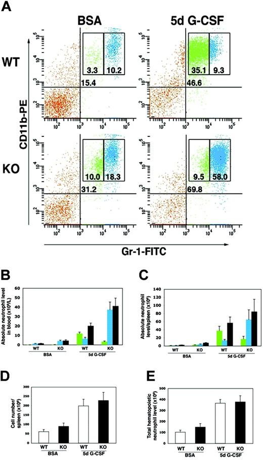 Figure 3. STAT3 is required to maintain a normal ratio of immature to mature neutrophils in peripheral blood and spleen. Wild-type (WT) and STAT3-deficient (KO) mice were injected at 12-hour intervals with G-CSF (125 μg/kg) or BSA-containing buffer for 5 days. Peripheral blood and spleen samples were collected 3 hours following the last injection and stained with anti–Gr-1 and anti-CD11b antibodies conjugated to FITC and PE, respectively. (A) Blood samples were analyzed by flow cytometry, and the percentage of total Gr-1+/CD11b+ cells (top right quadrant), Gr-1lo/CD11b+ cells (green), and Gr-1hi/CD11b+ cells (blue) is indicated. Because STAT3-deficient mice show variable neutrophilia, animals with similar basal levels of peripheral Gr-1+/CD11b+ cells were chosen for comparison. Results are representative of at least 2 independent experiments (n = 4 for WT and KO for each condition). (B-C) Absolute levels of Gr-1lo/CD11b+ cells (green), Gr-1hi/CD11b+ cells (blue), or total Gr-1+/CD11b+ cells (gray) in blood (B) or spleen (C) are shown (n = at least 4 for WT and KO for each condition). (D) Mononuclear cell counts were determined for individual spleens (n = 4 for WT and KO for each condition). (E) Total hematopoietic neutrophil levels were determined per mouse as described in “Materials and methods.” Average neutrophil numbers are shown (n = 4 for WT and KO for each condition). Error bars represent SEM in all panels.