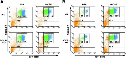 Figure 4. SOCS3 is not required for G-CSF–induced expansion or mobilization of immature granulocytes. Wild-type (WT) or myeloid SOCS3-deficient (SOCS3 KO) mice were treated daily with G-CSF (250 μg/kg/d) or BSA-containing buffer for 5 days. Bone marrow (A) or peripheral blood (B) cells were collected 3 hours following the last G-CSF dose. Cells were stained with anti–Gr-1 and anti-CD11b antibodies conjugated to FITC and PE, respectively. Samples were analyzed by flow cytometry, and the percentage of total Gr-1+/CD11b+ cells (top right quadrant), Gr-1lo/CD11b+ cells (green), and Gr-1hi/CD11b+ cells (blue) is indicated. Results of a representative experiment are shown.