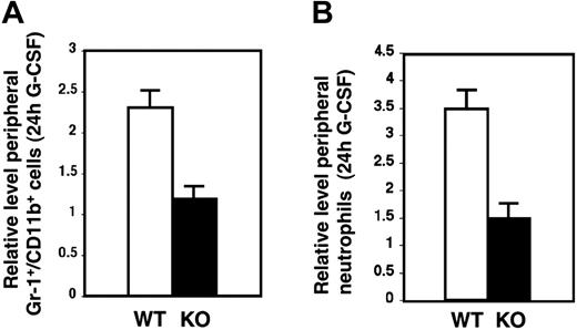 Figure 5. STAT3-deficient mice have impaired acute neutrophil mobilization in response to G-CSF. (A) Peripheral blood samples were analyzed by flow cytometry following red blood cell lysis to determine the percentage of Gr-1+/CD11b+ cells present in untreated mice or mice that received G-CSF (250 μg/kg) 24 hours prior to analysis. The amount of Gr-1+/CD11b+ cells in G-CSF–treated samples was normalized to the amount in untreated controls of the appropriate genotype to provide the relative level of Gr-1+/CD11b+ cells in the blood following G-CSF treatment. Relative Gr-1+/CD11b+ levels for wild-type (WT, □) and STAT3-deficient (KO, ▪) mice are shown (n = 6 for WT, n = 5 for KO) (P = .003 comparing WT with KO). (B) Blood samples were subjected to automated counting to determine total neutrophil numbers in untreated mice or mice that received G-CSF (250 μg/kg) 24 hours prior to analysis. Neutrophil amounts in G-CSF–treated samples were normalized to amounts in untreated controls of the appropriate genotype to determine the relative induction by G-CSF. Relative neutrophil levels for WT (□) and KO (▪) are shown (n = 6 for WT, n = 5 for KO) (P = .002 comparing WT with KO). Error bars represent SEM in both panels.