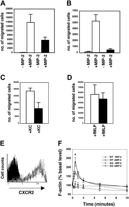 Figure 6. STAT3-deficient neutrophils have impaired CXCR2-mediated chemotaxis. (A) Bone marrow neutrophils from wild-type (WT, □) or STAT3-deficient (KO, ▪) mice were examined for MIP-2–dependent chemotaxis in migration assays with 3-μm Transwells (n = 6 per genotype) (P = .065 comparing WT with KO). Average values from at least 3 independent experiments are shown. (B) Neutrophils were derived from lin– progenitors in G-CSF–containing medium ex vivo. At day 12, neutrophils were tested for MIP-2–dependent chemotaxis (n = 5 for WT, □;n = 4 for KO, ▪) (P = .006 comparing WT with KO). Average values from at least 3 independent experiments are shown. (C) Bone marrow neutrophils were tested for chemotaxis toward KC (n = 5 for WT, □;n = 4 for KO, ▪)(P = .028 comparing WT with KO). Average values from at least 3 independent experiments are shown. (D) Chemotaxis toward fMLP was tested with bone marrow neutrophils as indicated (WT, □; KO, ▪; n = 4 per genotype) (P = .710 comparing WT with KO). Average values from at least 3 independent experiments are shown. (E) Bone marrow cells from wild-type or STAT3-deficient mice were stained with antibodies for Gr-1 and CXCR2 and examined by flow cytometry. The histogram shows CXCR2 cell-surface expression in the Gr-1+ population from WT (open gray) and KO (open black) mice relative to isotype control (solid black). Results are representative of 3 independent experiments. (F) Bone marrow cells were stained with PE-conjugated Gr-1 antibody and then stimulated with MIP-2 or left untreated for the times indicated. Cells were fixed and stained with phalloidin-FITC and analyzed by flow cytometry. Relative F-actin levels were determined as described in “Chemotaxis and actin polymerization assays” and plotted against MIP-2 treatment time points (n = 5 per genotype) (P = .049, F-actin at 30 seconds comparing WT with KO). Average values from 4 independent experiments are shown. Error bars represent SEM in all panels.