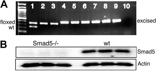 Figure 1. Smad5 is efficiently deleted in MxCre;Smad5fl/fl conditional knockout mice. (A) Representative figure of a PCR screening of individual hematopoietic colonies from induced and uninduced MxCre;Smad5fl/fl and wt mice. The primer pairs 1 and 2 and 1 and 3 were used to detect wt (235 bp), floxed (349 bp), and excised (387 bp) alleles, respectively, as previously described.17 Lane 1 shows DNA from an uninduced Smad5fl/+ mouse lacking Cre (identical bands when induced; not shown); lanes 2 and 3, DNA from 2 different uninduced MxCre;Smad5fl/fl mice; lanes 4 through 9, colony DNA from the same MxCre;Smad5fl/fl mice after induction of Cre recombination (3 representative colonies/mouse); and lane 10, negative control. Exon 2 was deleted in more than 98% of all colonies tested (n = 446). (B) Western blot analysis of Smad5 protein in CD45+ BM cells from 3 different induced MxCre;Smad5fl/fl and wt mice, demonstrating the lack of Smad5 protein in Cre-recombined cells. Actin was used as loading control.