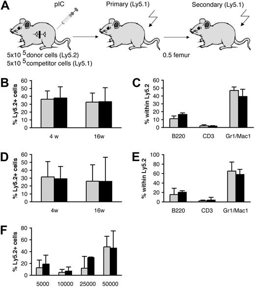 Figure 4. Normal competitive repopulation ability and lineage distribution in vivo after BM transplantation of Smad5–/– cells. (A) Schematic figure showing the experimental layout of the primary and secondary transplantations. Competitive repopulation ability was measured as Ly5.2/Ly5.1 contribution. Shown is the short-term reconstitution in PB at 4 weeks, and long-term reconstitution at 16 weeks in BM from primary (B) and secondary (D) recipients. The distribution of myeloid cells (Mac1, Gr1), B cells (B220), and T cells (CD3) within the Ly5.2 population in BM from primary (C) and secondary (E) recipients was analyzed by FACS. Data represent mean values ± SD (n = 5 donors, 15 recipients). (F) Limiting dilution transplantation revealing similar repopulative capacities between BM cells from induced wt and MxCre;Smad5fl/fl mice in all doses analyzed (5000, 10 000, 25 000, and 50 000 donor cells). Data represent mean values ± SD; n = 3 to 4 recipients per dose for wt and 7 to 8 recipients per dose for Smad5-deficient cells. ▦ indicates wt cells; ▪, Smad5-deficient cells.