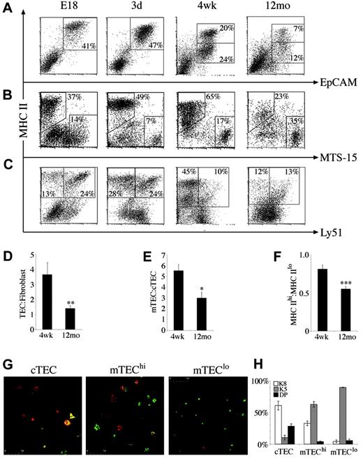 Figure 3. Composition and phenotype of CD45– thymic stromal cells changes with age. At various time points, CD45– stromal cells were stained for (A) MHC II versus EpCAM, (B) MHC II versus MTS-15, and (C) MHC II versus Ly51. Regions indicate CD45– stroma composed of TECs (MHC IIhi and MHC IIlo at adult time points), fibroblasts, cTECs (MHC II+/Ly51+), and mTECs (MHC II+/Ly51–). All dot plots are gated on CD45– thymic stromal cells isolated from at least 3 thymi pooled at the ages indicated and are representative of 2 to 5 experiments. Bar graphs of the ratios of (D) TEC/fibroblasts, (E) mTEC/cTEC, and (F) MHC IIhi/MHC IIlo TECs in 4-week-old and middle-aged (12-month-old) thymi. Means and standard errors are plotted, and groups were compared using a Mann-Whitney rank sum U test. (*P < .05, **P < .01, ***P < .001). (G) Cytospins of purified cTECs, mTEChi subset, and mTEClo subset from 4- to 6-week-old mice stained with anti-K5 (green) and anti-K8 (red). (H) The mean proportion of TEC subsets that expressed K5, K8, or both (double positive, DP) with standard error from 3 experiments.