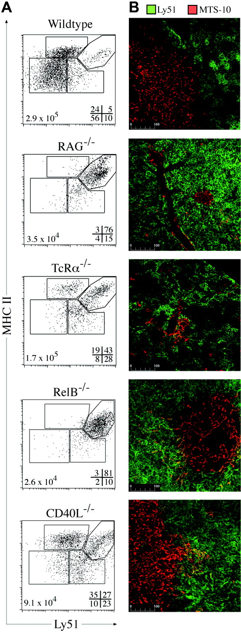 Figure 5. Thymic cross talk requirements for TEC differentiation. (A) MHC II and Ly51 expression on TECs (CD45–EpCAM+) from wild-type, RAG-1–/–, TcRα–/–, Rel-B–/–, and CD40L–/– mice. Gates discriminate MHC IIhi and MHC IIlo cTEC and mTEC subpopulations, with the frequencies of each shown at the bottom right of each plot and total TEC numbers at the bottom left. Representative plots from 3 to 5 experiments are shown. (B) Ly51 (green) and MTS-10 (red) staining of thymic sections from wild-type and the various mutant mice. The MTS-10+ areas in RAG-1 and RelB were infrequent compared with the other models examined. Representative images from 4 experiments are shown.