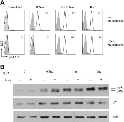 Figure 6. Influence of IFN-α on IL-7R proximal and distal signal transduction events. (A) IFN-α has no effect on IL-7–induced phosphorylation of STAT5. MACS-enriched CD34+ thymocytes were preincubated overnight in culture medium only or in culture medium with IFN-α (1000 U/mL). The following day, cells were stimulated for 15 minutes with IL-7 (1 ng/mL), IFN-α (1000 U/mL), or both, stained for intracellular phospho-STAT5, and analyzed by flow cytometry. Shaded curves represent isotype controls; open curves, specific staining. Numbers indicate MFI of specific stainings. (B) IFN-α does not prevent IL-7–mediated down-regulation of p27kip1 protein or hyperphosphorylation of Rb. MACS-enriched CD34+ thymocytes were cultured for 48 hours with IL-7 in the absence or presence of IFN-α (5000 U/mL). Total cell lysates were analyzed by Western blot analysis using antibodies against either p27kip1 or Rb. Actin blotting was performed to ensure equal protein loading. Results are representative of 2 independent experiments.