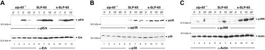 Figure 3. The presence of the atypical SH3 domain-binding motif reduces the ability of SLP-65 to activate p38 and JNK. The slp-65–/– B cells (lanes 1-4) and transfectants expressing equal amounts of either full-length SLP-65 (lanes 5-8) or s-SLP-65 (lanes 9-12) were analyzed for the ability to activate distinct MAPK families on BCR engagement. The activation of Erk (A), p38 (B), and JNK (C) was monitored by immunoblotting of cleared cellular lysates with antibodies to phospho-Erk, phospho-p38, and phospho-JNK, respectively (top panels). Equal loading was controlled by probing the membranes with anti-Erk, anti-p38, or antiactin antibodies, respectively (bottom panels). The time of BCR activation (in minutes) is denoted above each lane. Relative molecular masses of marker proteins are indicated on the left.