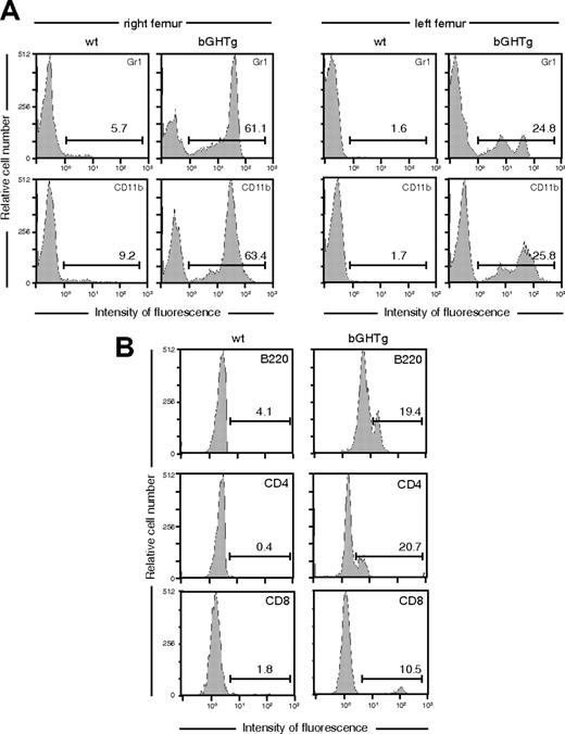 Figure 2. bGHTg mice have a larger number of circulating Sca-1+c-Kit+Lin– cells than control mice. (A) Flow cytometry analysis of myeloid lineages (Gr1, CD11b) in the right (left panels) and left (right panels) femurs of mice reconstituted by injection in the right femur of whole blood from bGHTg and wt mice. Values (inset) represent the percentage of positive cells. (B) T (CD4, CD8) and B-cell (B220) population analysis in peripheral blood of mice reconstituted as in panel A. Values represent the percentage of positive cells. Histograms correspond to representative animals (n = 10).
