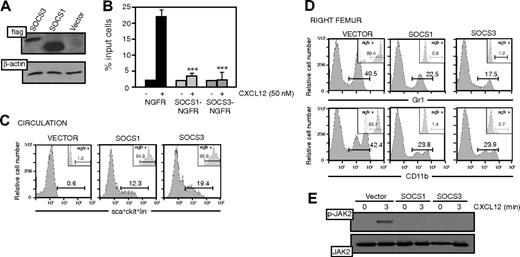 Figure 5. SOCS expression alters CXCL12-mediated Sca-1+c-Kit+Lin– cell mobilization. (A) pEF-Flag-I/mSOCS1/ΔNGFR (SOCS1)–, pEF-Flag-I/mSOCS3/ΔNGFR (SOCS3)–, or pEF-Flag-I/ΔNGFR (vector)–transduced Lin– cells were lysed and analyzed in Western blot with anti-Flag mAb. As control, the same membrane was developed with anti–β-actin. (B) pEF-Flag-I/mSOCS1/ΔNGFR–, pEF-Flag-I/mSOCS3/ΔNGFR–, or pEF-Flag-I/ΔNGFR–transduced Sca-1+c-Kit+Lin– cells were allowed to migrate toward a CXCL12 gradient. The migration index was calculated as a percentage of input cells. Data represent the mean ± SD of triplicate determinations; ***P ≤ .001. (C) Flow cytometry analysis of Sca-1+c-Kit+Lin– cells in peripheral circulation of mice reconstituted by intrafemoral injection with Lin– cells as in panel A. Insets show the analysis of NGFR+ cells in the Sca-1+c-Kit+Lin– population. Values represent the percentage of positive cells. Histograms show representative mice (n = 8). (D) Flow cytometry analysis of myeloid lineages (CD11b, Gr1) in BM from the right femur of mice reconstituted by intrafemoral injection with Lin– cells as in panel A. Insets show analysis of NGFR+ cells in CD11b+ and Gr1+ cells. Values represent the percentage of positive cells. Histograms show representative mice (n = 8). (E) Cells as in panel A were stimulated in vitro with CXCL12 (50 nM, 3 minutes), lysed, and analyzed by Western blot with anti–P-JAK2 mAb. As control, the membrane was developed with anti-JAK2.