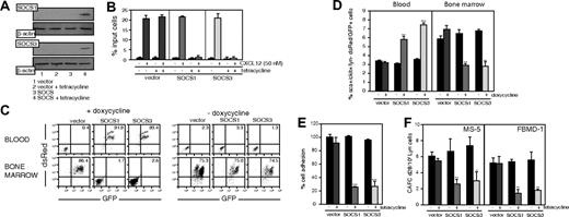 Figure 6. SOCS expression by a ligand-independent inducible approach alters CXCL12-mediated mobilization of Sca-1+c-Kit+Lin– cells. (A) pLVTHM-tetO/SOCS1 (top panels, lanes 3-4)–, tetO/SOCS3 (bottom panels, lanes 3-4)–, or tetO/mock (lanes 1-2)–transduced Lin– cells, untreated (lanes 1,3) or tetracycline treated (lanes 2,4), were lysed and analyzed in Western blot with anti-SOCS1 or -SOCS3 antibodies, as indicated. As control, membranes were developed with anti–β-actin mAb. (B) Cells as in panel A, untreated or tetracycline treated, were allowed to migrate toward a CXCL12 gradient. The migration index was calculated as a percentage of input cells. Data represent the mean ± SD of triplicate determinations. (C) Flow cytometry analysis of transduced Lin– cells in PBLs and BM of mice, untreated or doxycycline pretreated (48 hours), intrafemorally reconstituted with cells as in panel A. The cells are tracked by detection of dsRed/GFP-positive cells. Values represent the percentage of positive cells. Histograms correspond to representative animals (n = 8). (D) Flow cytometry analysis of Sca-1+c-Kit+Lin– cells in periphery (right) and in BM (left), untreated or doxycycline treated (15 days after reconstitution), intrafemorally reconstituted with cells as in panel A. Cells are tracked by detection of dsRed/GFP-positive cells and represented as a percentage of Sca-1+c-Kit+Lin– dsRed/GFP-positive cells versus total cells detected; **P ≤ .01; ***P ≤ .001. (E) Adhesion of cells as in panel A, untreated or tetracycline treated, to the stromal cell line MS-5. Results are expressed as a percentage of maximum adhered cells. Data represent the mean ± SD of quadruplicate determinations; ***P ≤ .001. (F) Cells as in panel A, untreated or tetracycline treated, were plated on confluent MS-5 or FBMD-1 monolayers in 96-well plates. We calculated the mean frequency ± SD CAFCs at culture day 28, using Poisson statistics; the data represent 1 of 2 independent experiments with similar results; *P ≤ .05,**P ≤ .01.
