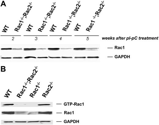 Figure 1. Cre-mediated deletion of Rac1 sequence after pI-pC treatment. (A) Rac1 protein as detected by immunoblotting in WT and Rac1–/–;Rac2–/– washed RBC samples obtained weekly over the period of 2 to 5 weeks after induction. GAPDH used as loading control. Data representative of 12 samples tested per week. (B) Active, GTP-bound Rac1 determined by PBD pull-down assay 3 weeks after pI-pC treatment. Genotypes shown above. GAPDH used as loading control. Data representative of 3 experiments with similar results.
