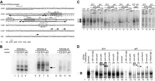 Figure 3. A distinct NF-κB–related complex binds to the proximal CD23 promoter region in pt1-LCLtet cells. (A) Schematic representation of the proximal CD23b promoter is shown, highlighting putative transcription factor binding sites for Sp1, NF-κB, NF-AT, STAT6, and AP1. Underscoring arrows indicate the recognition sites of probes used in the following EMSAs. (B) Nuclear extracts from LCLtet cells were incubated with probes CD23b-I (lanes 1-4), CD23b-II (lanes 5-8), and CD23b-III (lanes 9-12). Lane 8, denoted by an arrow, reveals a unique complex formation binding to probe CD23b-II in pt1 extract. (C) Further analysis of the CD23b-II probe was performed with control D11 and pt1-LCLtet nuclear extracts. The following antibodies were added in increasing amounts to the indicated lanes: p50 (lanes 3-6), p65 (lanes 7-10), p52 (lanes 11-14), purified rabbit IgG (lanes 15-16), and c-Rel (lanes 17-20). (D) EMSA with a probe that spans the identified NF-κB binding site in the CD23a promoter (nucleotides –109 to –76). An unlabeled NF-κB competing oligonucleotide was added in 15-fold excess (lanes 3 and 11). The following supershifting antibodies were added to the indicated lanes: p50 (lanes 4 and 12), p65 (lanes 5 and 13), c-Rel (lanes 6 and 14), RelB (lanes 7 and 15), p52 (lanes 8 and 16), and purified rabbit IgG (lanes 9 and 17). Arrows indicate NF-κB–related complexes, and supershifted complexes are denoted by asterisks.