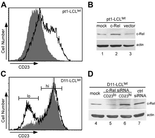 Figure 6. c-Rel modulates CD23 expression. Transient transfection of pt1-LCLtet cells with a c-Rel expression plasmid (outlined peak) and an empty vector (shaded peak) as the negative control (A) or siRNAs for c-Rel (outlined peak) and a scrambled control sequence (shaded peak) (C). Cell surface expression of CD23 was analyzed by flow cytometry. Total cell lysate from the corresponding overexpression (B) or siRNA transfections, with the CD23lo and CD23hi siRNARel subpopulations cell sorted (D), were further examined for c-Rel expression by Western blot analysis, with actin as a loading control. Results are representative of 3 independent experiments.