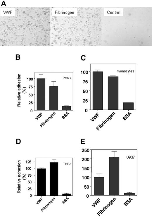 Figure 1. Static adhesion of leukocytes to immobilized VWF. (A) Freshly isolated PMNs (2 × 106 cells/mL) were incubated with PMA (100 nM) for 15 minutes and added to immobilized VWF, fibrinogen, or BSA at a concentration of 1 × 105 cells/well for 30 minutes at room temperature. After washing, adherent cells were visualized by light microscopy (original magnification, 400×). Freshly isolated PMNs (B), monocytes (C), THP-1 cells (D), and U937 cells (E) were stimulated with PMA for 15 minutes and added at a concentration of 1 × 105 cells/well to immobilized VWF, fibrinogen, or BSA for 30 minutes at room temperature (B-C) or for 60 minutes at 37°C (D-E). To quantify adhesion, bound cells were lysed using 1% Triton-X100 and 50 mM acetic acid (pH 5.0), and endogenous alkaline phosphatase activity was determined using PNP as a substrate. Relative adhesion is plotted with adhesion to VWF as a reference (100%) in each panel. The number of adhered cells was dependent on the cell type used and varied between 10% (U937 cells) and 40% (PMNs) of the total cells added. Data are corrected for adhesion to uncoated wells (less than 5% of VWF-coated wells) and represent the mean ± SEM of 3 to 8 experiments performed in duplicate.