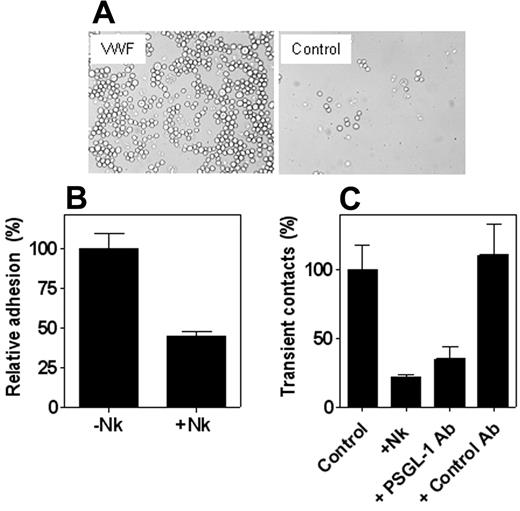 Figure 4. PSGL-1–dependent adhesion to VWF. (A) CHO cells transfected to express functionally active PSGL-1 (1 × 105 cells/mL) were added to wells coated with VWF or BSA and incubated for 60 minutes at 37°C. After washing, adherent cells were visualized by light microscopy (original magnification, 400 ×). (B) CHO cells expressing PSGL-1 were incubated in the absence or presence of Nk-protease (5 μg/mL) for 20 minutes at room temperature and subsequently were added to immobilized VWF. After 60 minutes, wells were gently washed, bound cells were lysed with 1% Triton-X100/50 mM acetic acid (pH 5.0), and endogenous alkaline phosphatase activity was determined with PNP as a substrate. Relative adhesion was plotted with adhesion to VWF as a reference (100%, representing 15% of the total added cells). Data are corrected for adhesion to uncoated wells (less than 15% of VWF-coated wells) and represent the mean ± SEM of 3 experiments performed in duplicate. (C) Freshly isolated, nonstimulated PMNs were incubated in the absence or presence of Nk-protease (5 μg/mL) or antibody (10 μg/mL) for 20 minutes at room temperature. Cells (5 × 105 cells/mL) were then perfused over VWF-coated coverslips at a shear rate of 50 s–1. The amount of transient (less than 3 seconds) contact was determined by videoimaging analysis. Bars represent the relative numbers of transient contact (cumulative after 6 minutes) using non–Nk-treated PMNs as a reference (100%). Data are corrected for adhesion to PVP-coated coverslips (less than 2 cells/mm2 after 6 minutes) and represent the mean ± SEM of 5 experiments performed in duplicate.