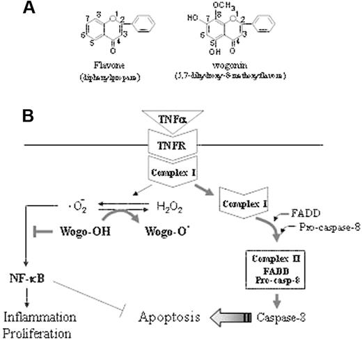 Figure 7. Schematic representation of the mechanism by which wogonin sensitizes TNFα-induced apoptosis. (A) The backbone of flavonoids. The activities of a flavonoid depend on the number of hydroxyl substitutions in its backbone structure. Wogonin contains 2 free 5,7,-OH groups. (B) The TNFR signaling pathway can either trigger activation of NF-κB crucial for TNFα-mediated immunity, inflammation, and proliferation or leads to programmed cell death. According to a recent model,2 TNFR signaling can be divided into 2 distinct stages that sequentially activate NF-κB and apical caspases. Within a few minutes after binding of TNFα to TNFR (stage 1), a signaling complex (complex I) containing the receptor itself and the adaptor proteins TRADD, TRAF2, and RIP1 but lacking the FAS/APO-1–associated death domain adaptor protein FADD forms and transduces signals that lead to activation of NF-κB and the JNK cascade. At later time points (stage 2), possibly after receptor internalization, RIP1, TRAF2, and TRADD dissociate from the receptor and recruit FADD and caspase-8 to form the second complex (complex II), which signals programmed cell death. Because of the long delay in the second complex assembly, NF-κB, activated at stage 1, has sufficient time to activate a variety of antiapoptotic factors that block the apoptotic pathway. We show that TNFα induces generation of ·O2– and shifts the cellular redox potential to a more oxidative state. Wogonin is able to transfer electron free radicals and thereby shift the cellular redox equilibrium to a more reduced state and thereby attenuate NF-κB activity and sensitize TNFα-induced apoptosis.