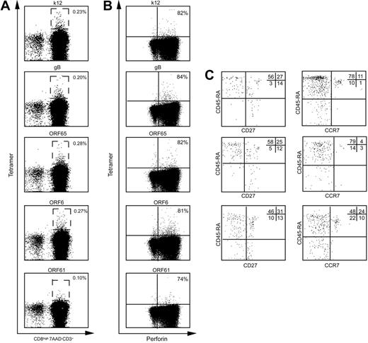 Figure 5. HHV8-specific CD8 T cells in a seronegative transplant recipient exposed to the virus through the graft. The figure shows the staining of the tetramer+ population for the indicated peptides (A), their perforin expression (B), and their phenotype profile (C), performed 12 months after transplantation with a kidney graft from an HHV8-infected donor. (A) Boxes delineate the tetramer+ CD8 T-cell population.