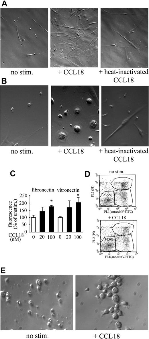 Figure 2. Effect of CCL18 on adherent cells in LTBMCs. Adherent layers from LTBMC were taken after 1 week of culture (Leica 10×/0.22 NA objective). Stromal fibroblast-like cells (A) and macrophage-like cells (B) are shown. (C) Effect of CCL18 on monocyte adhesion to fibronectin and vitronectin. Adhesion was determined as described in “Cell isolation and culture.” Results (mean ± SD) of 1 of 3 representative experiments are shown. Adhesion seen in the presence of 100 nM CCL18 was statistically different from that seen in unstimulated cells for both adhesion molecules (Student t test; *P < .01). (D) Effect of CCL18 on monocyte survival. Monocytes were isolated from peripheral blood (n = 4) or bone marrow (n = 2), cultured for 3 days, and stimulated with 40 nM CCL18 for 20 hours. Apoptosis was determined with an annexin V–FITC/propidium iodide staining kit in which viable cells remained unstained in the lower left quadrant of a FACS dot plot. Results of 1 representative experiment are shown. Cell viability ranged from 15% to 26% without stimulation and 36% to 44% in CCL18-stimulated cultures. (E) Effect of CCL18 on macrophage maturation. Monocytes were stimulated with 40 nM CCL18 or buffer control on day 2, cultured for 4 more days, and photographed (Leica 10×/0.22 NA objective).