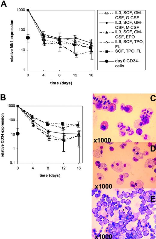 Figure 5. MN1 and CD34 expression during in vitro differentiation of CD34+ progenitor cells. Real-time RT-PCR was performed on days 0, 4, 8, 12, and 16 of in vitro differentiation using differentiation-inducing growth conditions (G-CSF, M-CSF, or EPO) or maintenance culture conditions with lineage-unspecific cytokines (SCF, TPO, FL ± IL-6). Mean ± SD is shown for 3 independent experiments. Expression of MN1 and CD34 in CD34– cell populations was analyzed at day 0. (A) MN1 expression levels during in vitro differentiation. (B) CD34 expression levels during in vitro differentiation. Giemsa staining of cytospin preparations shows typical morphologic features of granulocytic (G-CSF; C), macrophage (M-CSF; D), and erythroid (EPO; E) maturation.