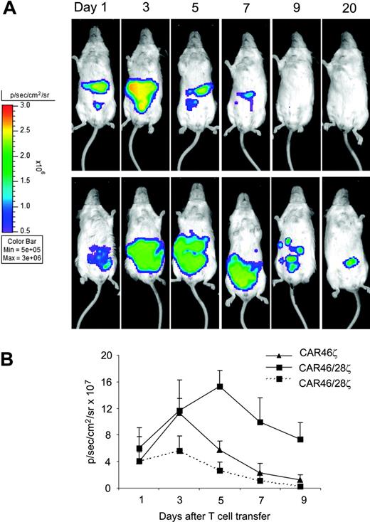 Figure 6. T lymphocytes carrying CAR46/28ζ expand and persist in vivo after antigenic stimulation. Activated CD3+ lymphocytes expressing either CAR46ζ or CAR46/28ζ and double transduced to express eGFP-FLuc gene (5 × 106 cells) were injected intraperitoneally into SCID mice bearing either κ+ Daudi cells or λ+ SP53 cells (5 × 106 cells) labeled with RLuc gene. No exogenous cytokines were injected into the mice. Survival and expansion of transgenic T cells were monitored using an in vivo imaging system (Xenogen-IVIS Imaging System). Panel A illustrates that the persistence and intensity of the signal measured as maximum photon/sec/cm2/sr (p/s/cm2/sr) was less in mice receiving CAR46ζ+ T cells (top panels) than in mice given CAR46/28ζ+ T cells (bottom panels). Panel B illustrates the mean ± SD of 4 mice per group (P < .001). This panel also shows that CAR46/28ζ+ T cells did not expand/survive in mice bearing the κ–/λ+ SP53 tumor cell line (broken line).