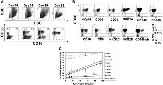 Figure 1. Phenotype and NKR expression of CD34+-derived NK cells. (A) Forward and side scatter appearance of cells at days 14, 21, 28, and 35 of culture (top panels). Early in culture, large cells with high side and forward scatter are seen. Over time these cells decrease and there is an increase in cells within the lymphocyte gate. Concurrent with the increasing percentages of lymphocytes, both CD56+ and CD16+ cells can be detected (bottom panels, gated on viable cells using forward and side scatter). By day 35 of culture, the vast majority of cells are CD56+ with a significant proportion coexpressing CD16. Results were representative of more than 20 healthy UCB donors. (B) Expression of NK-cell receptors on in vitro–generated CD56+ cells at day 28. Shown are data from cells falling within the lymphoid gate. Results representative of more than 20 donors. (C) The fraction of CD56+ cells expressing an individual NKR as a function of the percentage of CD56+ cells in culture. Shown are the percentage of NK cells in culture (x-axis) and the percentage of receptor-expressing cells (y-axis). At all time points studied (days 14, 17, 19, 21, 25, 28), the majority of CD56+ cells (> 75%) expressed NKp44 and CD161. There was progressive acquisition of NKp30, NKp46, NKG2A, CD94, and NKG2D as the percentage of NK cells increased in the culture. A third group of receptors (CD16 and KIR) was acquired more gradually. Results were representative of more than 20 donors.