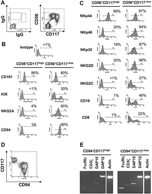 Figure 2. CD117 and CD94 define 2 separate populations of differentiating NK cells. (A) CD117 defines 2 populations of CD56+ cells. FACS staining with CD56-APC versus CD117-PE shows 2 populations: CD56+CD117high and CD56+CD117low/–. (B) Expression of inhibitory receptors on CD56+CD117high and CD56+CD117low/– cell populations. Cells were stained with a monoclonal antibodies (mAbs) directed against CD56, CD117 in combination with CD161, KIR (CD158a and CD158b), NKG2A, and CD94 at day 28 of culture. Shown are histograms generated by gating on either the CD56+CD117high or CD56+CD117low/– populations. Results are representative of more than 20 donors. (C) Expression of activating receptors on CD56+CD117high and CD56+CD117low/– cells. FACS staining for NKp44, NKp46, NKp30, NKG2D, NKG2C, CD16, and CD8 after gating on either CD56+CD117high or CD56+CD117low/– cells. Results were representative of more than 20 donors. (D) CD117 and CD94 define 2 discrete populations of differentiating NK cells. FACS staining for CD117 and CD94 after gating on the CD56+ fraction. Results were representative of more than 20 experiments. (E) Adaptor protein expression in CD94–CD117high and CD94+CD117low/– populations. Cells were FACS sorted into CD56+CD94–CD117high and CD56+CD94+CD117low/– fractions at days 21 to 28 of culture. RT-PCR was performed using primers specific for DAP12, DAP10, CD3ζ, FcϵRIγ, and actin. Results were representative of 3 or more experiments.