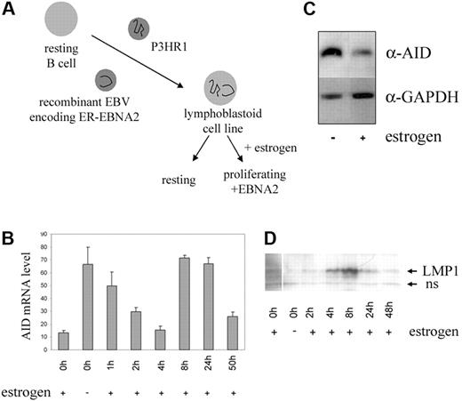 Figure 1. Effect of EBV latent gene expression on AID expression. (A) Schematic representation of generation of EREB2-5 cells from primary umbilical cord blood B cells. (B) Quantitative RT-PCR of AID mRNA levels normalized to CD19 in EREB2-5 cells cultured with or without estrogen for 3 days, followed by EBNA2 reinduction and analysis at the indicated time points. mRNA copy numbers were determined in duplicate; mean and variance of the 2 values are shown. (C) Western blot analysis of AID protein expression in cells cultured with and without estrogen. (D) LMP1 protein expression in the cells analyzed in panel B. ns indicates nonspecific band.