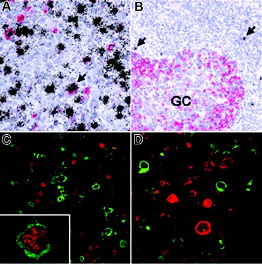 Figure 3. AID expression in EBV-infected cells in vivo. (A) Double-labeling EBER-specific in situ hybridization (black grains) and AID immunohistochemistry (red staining) of a tonsil from a patient with infectious mononucleosis (IM) shows that most EBV-infected cells are AID negative. Conversely, a significant number of AID-positive cells were also EBV+ (eg, arrow). (B) In a hyperplastic tonsil from a patient with persistent EBV infection, AID expression is detected in germinal center (GC) cells, while scattered extrafollicular EBV+ cells (arrows) are AID negative. (C) Double-labeling immunofluorescence of an IM tonsil shows that most EBNA2-positive cells (red) are AID negative (green) and vice versa, while only few EBNA2-positive cells coexpressing AID were identified (inset). (D) Double-labeling immunofluorescence also reveals that AID (green) and LMP1 (red) are expressed in nonoverlapping cell populations.