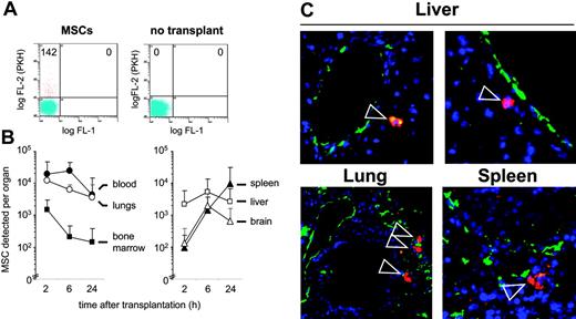 Figure 2. Tissue distribution of MSCs transplanted into NOD/SCID mice. (A-B) Frequency and distribution of fluorescence-labeled MSCs in murine organs. MSCs were labeled with the vital dye PKH-26 or CFSE and intravenously injected. At 2, 6, or 24 hours after transplantation with 1 × 106 MSCs, mice were killed, organs were minced, and single-cell suspensions were prepared. (A) The incidence of labeled cells was determined by flow cytometry by determination of the number of fluorescing cells per 100 000 cells, including non-transplanted controls. (B) Absolute numbers of MSCs homed per organ were determined as described in “Materials and methods.” Values are means ± SD from 4 (2 hours, 6 hours) or 8 (24 hours) mice. (C) Microscopic analysis of transplanted PKH-labeled MSCs. Cryosections from lung, liver, and spleen were derived from organs of mice given transplants 24 hours after transplantation of 5 × 106 PKH+ MSCs. ECs and vessels were stained with fluorescence-labeled anti-CD31 antibody (green), transplanted prelabeled MSCs were visualized by their PKH fluorescence (red; indicated by arrowheads), and nuclei were stained by DAPI (blue). Original magnification, × 200. MSCs used for these experiments were from passages 6 or 7.