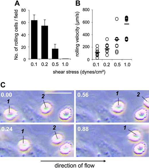 Figure 3. MSCs roll on HUVECs under shear flow. Analysis of numbers of rolling cells (A) and rolling velocities (B). MSCs (106, passage 9) were flushed at different shear stresses over a HUVEC layer in the parallel plate flow chamber, and rolling cells were determined as described in “Materials and methods.” Values are means ± SD; n = 7-9. (C) Lifted frames of a video clip with 2 moving cells and one stationary adherent MSC. Values in top left corners indicate time from video start in seconds; the white horizontal scale bar represents 50 μm.