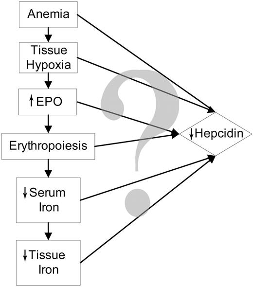 Figure 1. Possible regulators of hepcidin during increased erythropoiesis.