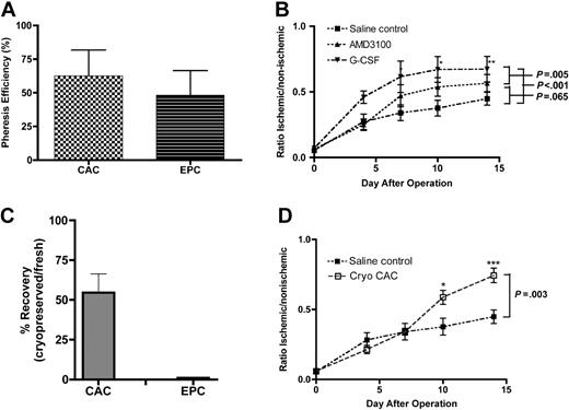 Figure 6. Leukapheresis and cryopreservation of CACs and EPCs. (A) The efficiency of leukapheresis of CACs and EPCs was estimated as described in “Materials and methods” and compared with the efficiency of CD34 harvest (set at 100%). (B) CACs were harvested from cultures of pheresis MNCs, and 400 000 were transplanted into NOD/SCID β2M mice 24 hours after induction of hind-limb ischemia (AMD3100, n = 6; G-CSF, n = 5; control, n = 10) (*P < .01, **P < .05). (C) The number of CACs and EPCs from the cryopreserved pheresis product was quantified and compared with the corresponding fresh pheresis product (n = 4). (D) A total of 400 000 CAC-harvested cultures of cyropreserved pheresis MNCs (Cryo CAC) were transplanted into NOD/SCID β2M mice 24 hours after induction of hind-limb ischemia (cryopreserved, n = 5; control, n = 10). ***P < .001. Data represent mean ± SEM.