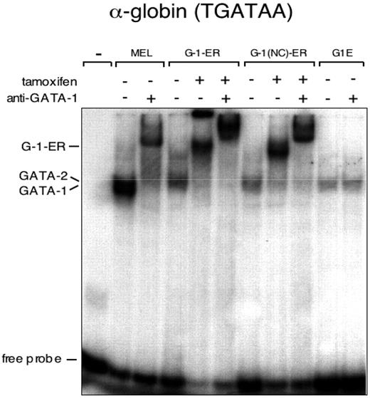 Figure 1. Equal DNA binding by GATA-1–ER and acetylation defective GATA-1(NC)–ER. EMSA with an α-globin–derived GATA site with nuclear extracts from G1E cells expressing GATA-1–ER and GATA-1(NC)–ER. As control, extracts from mouse erythroleukemia (MEL) cells and parental G1E cells were included. Anti–GATA-1 antibodies were added where indicated.