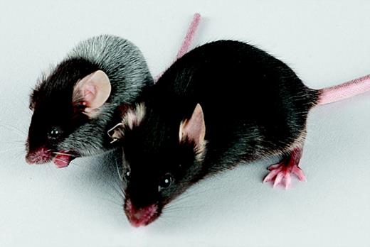 Figure 1. Pmel-1 CTLA-4–/– mice develop autoimmune vitiligo at an accelerated rate compared with pmel-1 CTLA-4+/+ mice. Development of autoimmune vitiligo in a pmel-1 CTLA-4–/– mouse. Pictured are pmel-1 CTLA+/+ (right) and pmel-1 CTLA-4–/– (left) littermates at 6 weeks of age. Autoimmune vitiligo is present over more than 75% of the body surface of the pmel-1 CTLA-4–/– mouse.