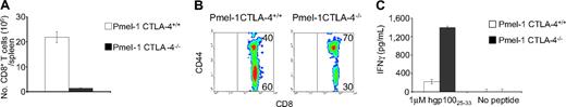 Figure 2. Development of autoimmune vitiligo in pmel-1 CTLA-4–/– mice is a result of qualitative rather than quantitative improvements in pmel-1 CD8+ T cells. (A) Quantitative analysis of CD8+ splenocytes in pmel-1 CTLA+/+ and pmel-1 CTLA-4–/– mice. Pmel-1 CTLA-4–/– mice have significantly fewer CD8+ T cells compared with pmel-1 mice (P < .001). (B) Pmel-1 CTLA-4–/– CD8+ T cells exhibit an activated phenotype. Flow cytometry for CD44 expression on CD8+ splenocytes from pmel-1 CTLA+/+ and pmel-1 CTLA-4–/– mice. Results are shown after gating for CD8. (C) Pmel-1 CTLA-4–/– CD8+ T cells possess enhanced effector functions. Splenocytes from pmel-1 CTLA+/+ and pmel-1 CTLA-4–/– mice were enriched for CD8+ T cells and cocultured in the presence of gp100-pulsed, irradiated, T-cell–depleted splenocytes. Irradiated, unpulsed, T-cell–depleted splenocytes were used as controls. Pmel-1 CTLA-4–/– CD8+ T cells release significantly greater amounts of IFN-γ (P < .001). (A, C) Values represent mean ± SEM.
