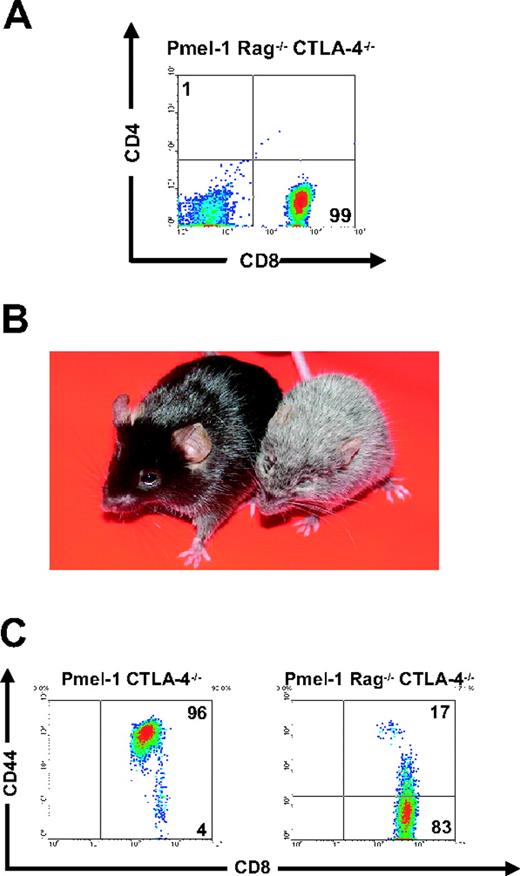 Figure 5. CD8+ CLTA-4–/– T-cell–mediated autoimmunity required CD4+ CLTA- 4–/– T cells. (A) Lack of CD4+ T cells in pmel-1 Rag-1–/– CTLA-4–/– mice. Flow cytometry for CD4 and CD8 expression on splenocytes from pmel-1 Rag-1–/– CTLA-4–/– mice. Results are shown after lymphocyte gating. (B) Absence of coat depigmentation in pmel-1 Rag–/– CTLA-4–/– mice. Pmel-1 Rag–/– CTLA-4–/– (left) and pmel-1 CTLA-4–/– (right) littermates are depicted at 10 weeks of age. Autoimmune vitiligo is present over more than 75% of the body surface of pmel-1 CTLA-4–/– mice. (C) Pmel-1 Rag–/– CTLA-4–/– CD8+ T cells exhibit a naive phenotype. Flow cytometry for CD44 expression on CD8+ splenocytes from pmel-1 CTLA-4–/– and pmel-1 Rag–/– CTLA-4–/– mice. Results are shown after gating for CD8.