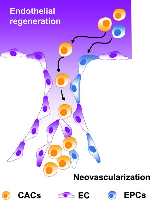 Model proposing that circulating angiogenic cells (CACs) augment neovascularization via secretion of molecules that recruit and stimulate endothelial progenitor cells (EPCs) to home to sites of endothelial cell (EC) injury and form new blood vessels.