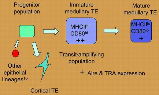 A hypothetical model of thymic epithelial differentiation. If the high level of mitotic activity described by Gray et al for the MHC IIhi, CD80hi medullary epithelial population is indicative of a transit-amplifying population, these cells may be less mature than and give rise to the MHC IIlo, CD80lo population. According to this scenario, levels of tissue-restricted antigens (TRAs) and aire expression would be higher in the immature medullary epithelial compartment.