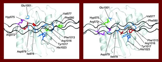 Proposed models of collagen III binding to the VWF A3 domain. See the complete figure in the supplemental material of the article beginning on page 3753.
