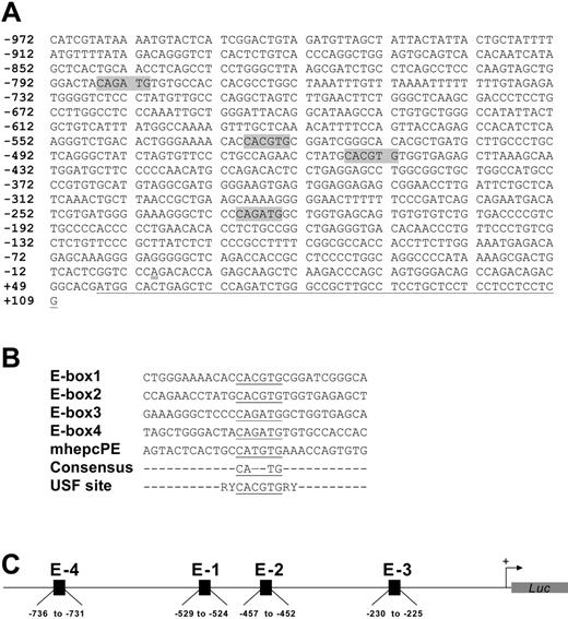 Figure 2. Organization of promoter and enhancer elements. (A) Spatial arrangement and nucleotide sequences of the E-boxes (shaded) within the cloned human hepcidin gene promoter. Numbers indicate nucleotide positions with respect to the putative transcription initiation site, which is double-underlined.21 The partial prohepcidin open-reading frame is single-underlined. (B) Sequences of E-boxes (underlined) and proximal nucleotides in HepcP1.1-luc compared with a canonical USF site; R indicates purine; and Y, pyrimidine. A representative mouse hepcidin gene E-box (mhepcPE) is included for comparison. (C) Schematic of spatial organization of canonical (E-1 and E-2) and consensus (E-3 and E-4) E-boxes in the context of the promoter.
