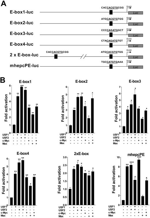 Figure 5. Functional analyses of the putative enhancer elements. (A) Luciferase fusions of E-box duplex oligonucleotides (only partial sequences are shown) with 1 or 2 E-boxes (details in “Materials and methods”). A single E-box (mhepcPE) conserved in both mouse hepcidin genes was similarly subcloned. (B) E-box transactivation assays. Constructs in panel A, 100 ng each, were transfected into BHK cells alone or with 100 ng each of USF1, USF2, c-Myc, and Max expression vectors and combinations thereof. Fold transactivation by USF1, USF2, c-Myc, and Max was expressed with respect to the basal activity of each E-box construct alone. Data represent means of 3 independent experiments (± SEM). *P < .05; **P < .005; ***P < .001; determined by 1-way ANOVA and the Student-Newman-Keuls comparisons test.