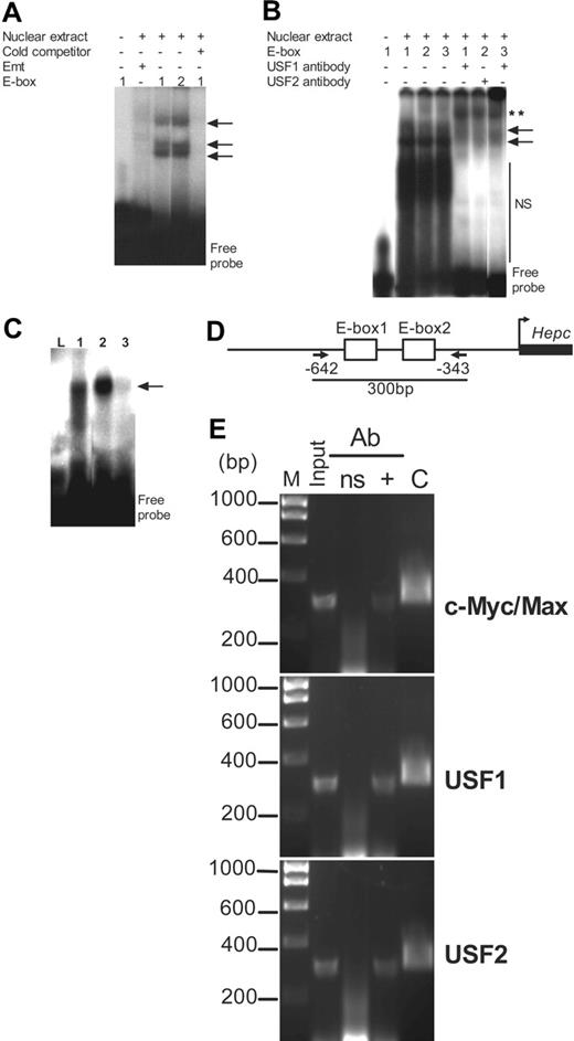 Figure 7. Promoter occupancy by c-Myc/Max and USF1/USF2 in vitro and in chromatin. (A) HepG2 cell nuclear extracts (10 μg) were incubated with radiolabeled E-boxes (including the mutant E-box, Emt); where indicated, excess unlabeled or cold competitor oligonucleotide (100 pmol) was added to the binding reactions. (B) Binding specificity was ascertained without or with USF1 and USF2 antibodies in a supershift assay. Arrows indicate E-box–nucleoprotein complexes; NS, nonspecific-binding nuclear components. **Supershifted complexes. (C) Binding of in vitro–translated USF1/USF2 and c-Myc/Max heterodimers to the E-boxes. L indicates E-box2 incubated with untranslated rabbit reticulocyte lysate as negative control; 1, E-box2 incubated with USF1/USF2 heterodimer; 2, E-box2 incubated with c-Myc/Max heterodimer; and 3, Emt incubated with c-Myc/Max heterodimer. Arrows show complexes of E-box and USF1/USF2 or c-Myc/Max heterodimers. (D) Arrangement of the 2 canonical E-boxes within ChIP target DNA; PCR primers (arrows) were chosen to amplify a 300-bp fragment of the promoter encompassing nucleotide sequences from –642 to –343. (E) ChIP assay. PCR was performed on whole chromatin without immunoprecipitation (Input) and on chromatin immunoprecipitated with either a nonspecific antibody (ns), or with (+) antibodies to c-Myc/Max together, USF1, and USF2. M indicates DNA molecular size marker. 2xE-box-luc was used as positive control (“C”) in PCR.
