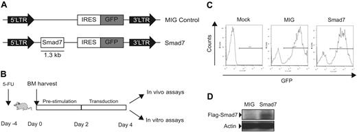Figure 1. Experimental design and evidence for Smad7 expression in transduced BM cells. (A) MSCV control (MIG) and Smad7 retroviral constructs. The Flag-tagged Smad7 cDNA was subcloned into the control vector backbone upstream of IRES and GFP sequences. LTR indicates long terminal repeat. (B) Experimental outline. (C) Transduction efficiencies of BM cells were determined 3 days after transduction and shown to be between 60% and 80% for MIG and 50% and 80% for Smad7. Mock indicates untransduced cultured cells. The figure shows a representative experiment. (D) Western blot analysis showing Smad7 protein expression in BM cells using an anti-Flag antibody. Actin was used as loading control.