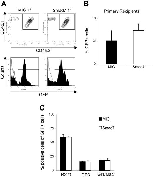 Figure 2. Smad7-overexpressing cells can reconstitute lethally irradiated recipients long-term and generate a normal lineage distribution. (A) FACS analysis of PB from primary recipients at 16 to 18 weeks after BM transplantation. The top panel shows Ly5.1/Ly5.2 analysis and the bottom panel shows the GFP contribution within the Ly5.1/5.2 population. (B) Average percentage of total GFP+ cells in PB of primary recipients 16 to 18 weeks after BM transplantation: MIG, 25.6% ± 11.1%; Smad7, 36.9 ± 7.35%. (C) Lineage distribution within the GFP+ population in PB of primary recipients. B220, CD3, and Gr1/Mac1 indicate B cells, T cells, and myeloid cells, respectively. B220+ cells were represented on average 59.6% ± 4.95% for MIG and 59.6% ± 1.50% for Smad7, CD3+ cells 15.7% ± 1.15% for MIG and 15.2% ± 2.20% for Smad7, Gr1+/Mac1+ cells 18.5% ± 3.50% for MIG versus 18.0% ± 3.70% for Smad7. Data are pooled from 4 separate transduction experiments and a total of 24 recipients. Error bars indicate standard error of the mean (SEM).