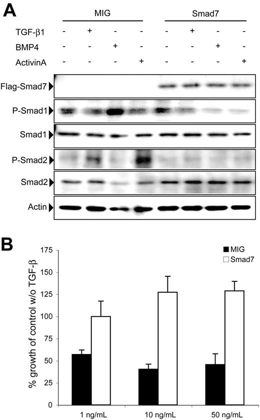 Figure 5. Overexpression of Smad7 inhibits R-Smad phosphorylation and abrogates TGF-β–mediated growth inhibition. (A) Western blot analysis performed on BM cells from recipient mice. Protein was extracted from BM cells stimulated with the indicated ligands and subsequently used for Western blot analysis. Actin was used as control for loading. P-Smad indicates phosphorylated. (B) GFP+ cells were sorted after transduction and cultured for 6 days under serum-free conditions with or without increasing concentrations of active TGF-β1 as indicated. The growth was compared with cultures without exogenous TGF-β1 and calculated as percentage of values. Data represent mean values ± SEM from 3 independent experiments on day 6 of culture.