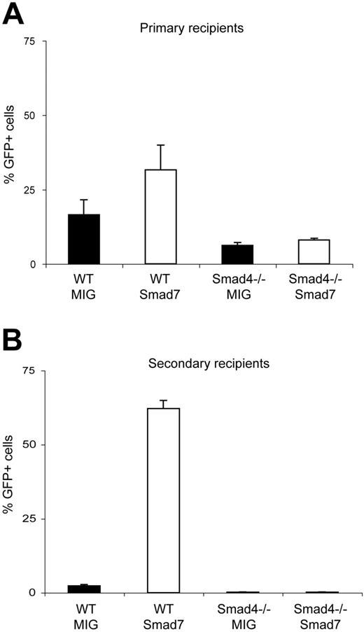 Figure 7. The in vivo phenotype conferred by Smad7 is dependent on Smad4. (A) GFP contribution in PB of primary recipients as assessed by FACS analysis at 13 weeks after BM transplantation: WT cells transduced with the MIG vector, 16.5% ± 5.0%; WT cells transduced with Smad7 vector, 31.6% ± 8.26%; Smad4–/– cells transduced with MIG vector, 6.19% ± 0.96%; Smad4–/– cells transduced with Smad7 vector, 7.97% ± 0.6%. (B) The percentage of GFP+ cells in PB of secondary recipients at 12 weeks after BM transplantation: WT cells transduced with MIG vector, 2.3% ± 0.51%; WT cells transduced with Smad7 vector, 62.2% ± 2.7%; Smad4–/– cells transduced with MIG vector, 0.2% ± 0.06%; Smad4–/– cells transduced with Smad7 vector, 0.2% ± 0.05%. Data are from 1 representative experiment and calculated as mean values ± SEM (P < .05 between WT/Smad7 and Smad4–/–/Smad7). A total of 20 primary and 16 secondary recipients were used.