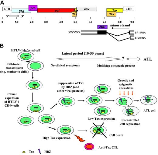 Figure 1. Simplified schematic model showing events from infection with HTLV1 to onset of ATL. Panel A illustrates the HTLV-1 genome organization, including the HBZ open reading frame. Panel B is a schematic presentation of the hypothetical flow of events occurring between the initial infection with HTLV-1 and the onset of ATL. Although the occurrence of ATL is limited in patients infected with HTLV-1, ATL remains an aggressive form of adult leukemia with no actual effective treatment. As the presence of the HBZ protein has been demonstrated in several clones derived from infected patients and because its function could be associated with HTLV-1–related pathogenesis, this viral protein thus becomes an interesting new target for ATL treatment.